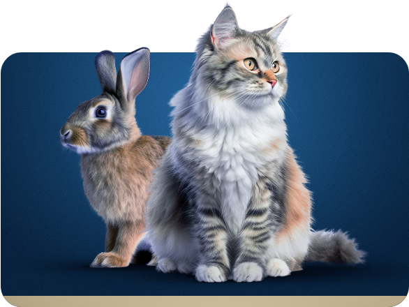 Gato e coelho