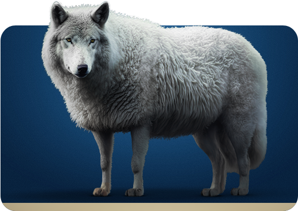 Lobo